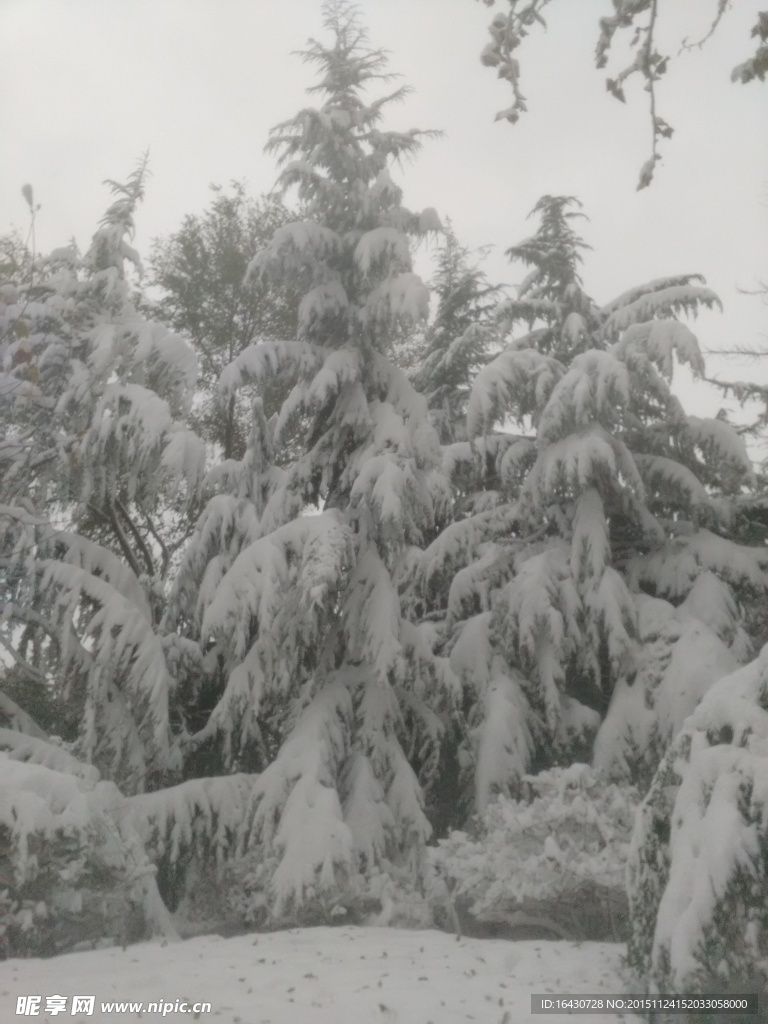 大雪天的松树