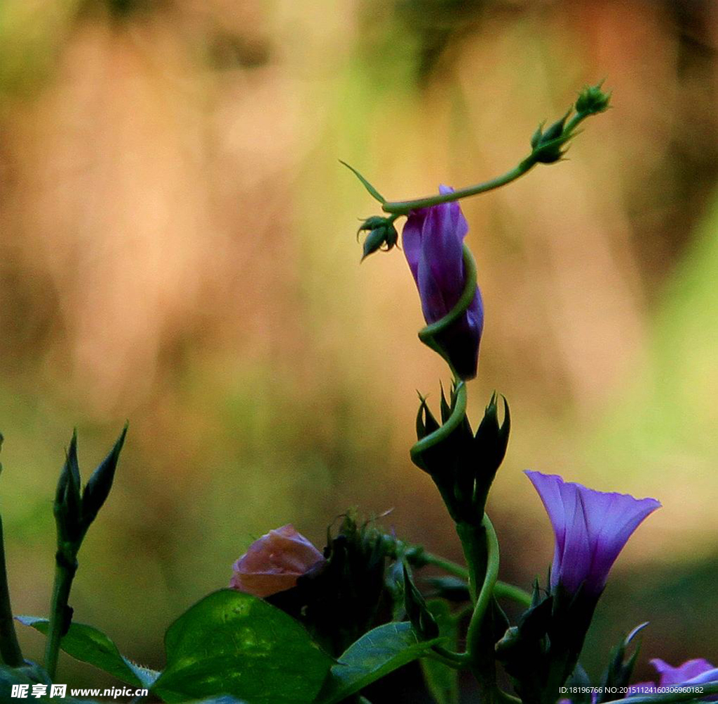 啦吧花 牵牛花