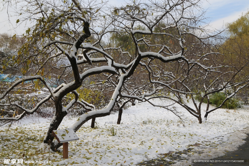 雪后的景色