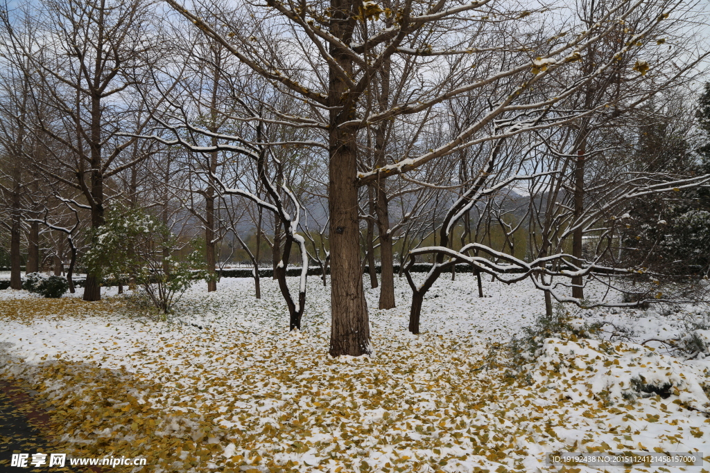 雪景