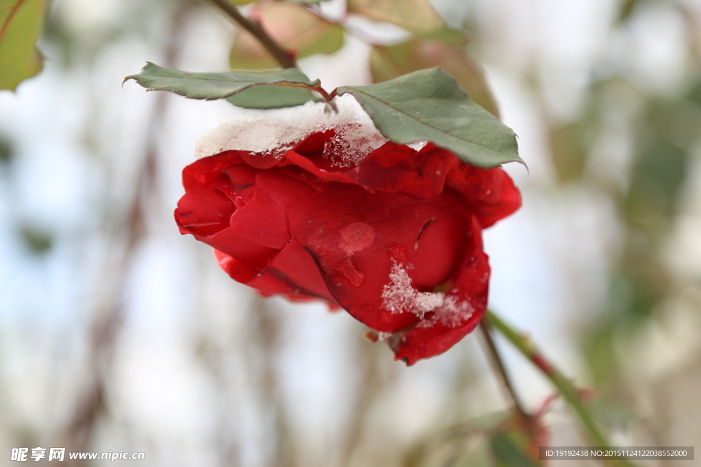 傲雪月季花