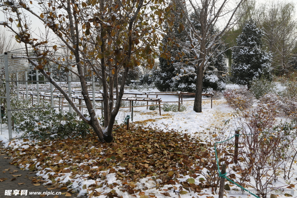 雪后的景色