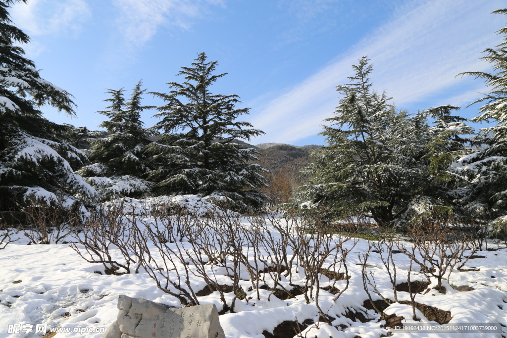 雪景