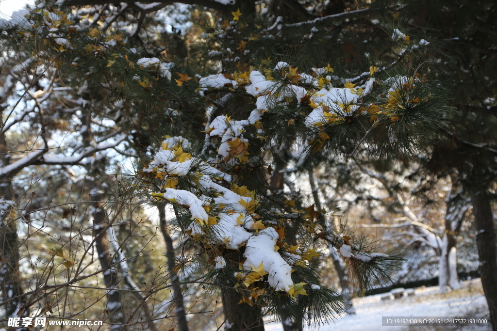 雪景