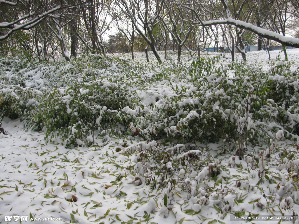 雪景