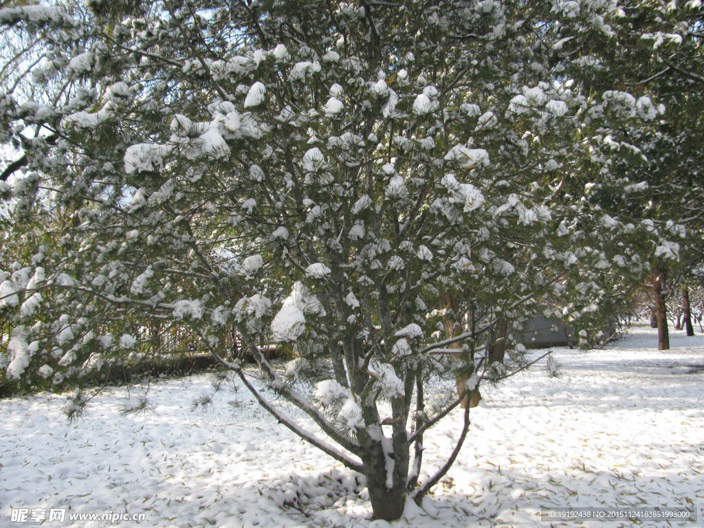 雪景