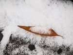 白雪覆盖的落叶
