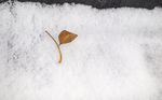 白雪中的小落叶