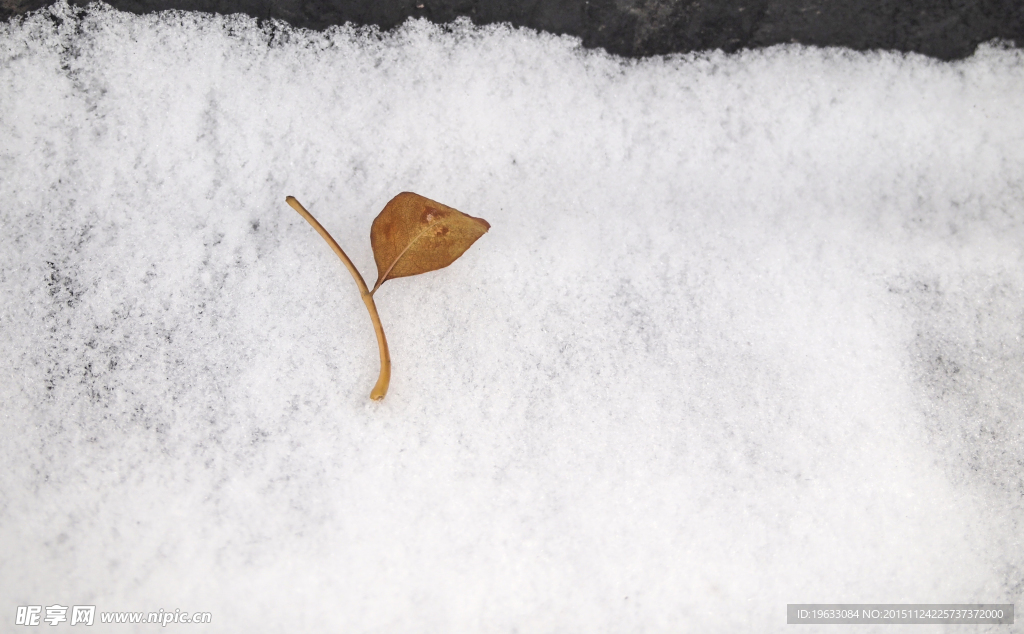 白雪中的小落叶