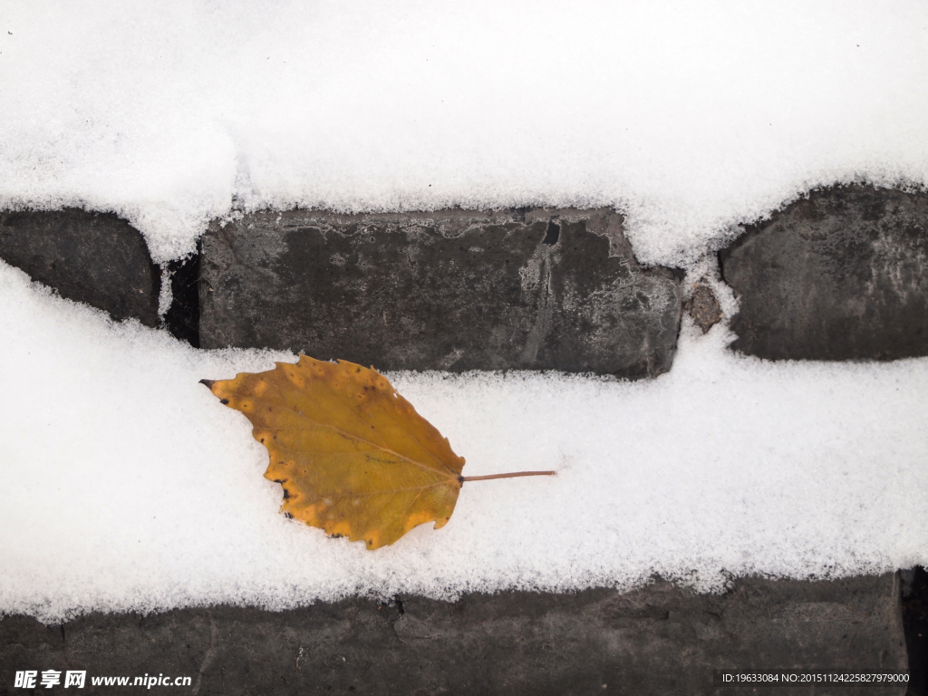 白雪中的落叶