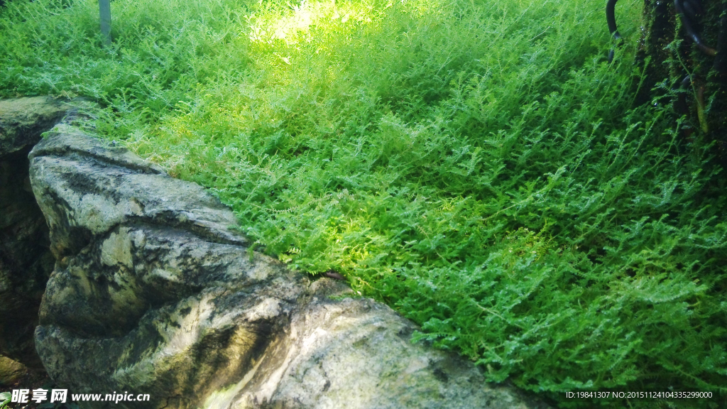 近景绿草
