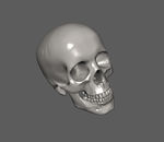 光泽3d maya骷髅模型