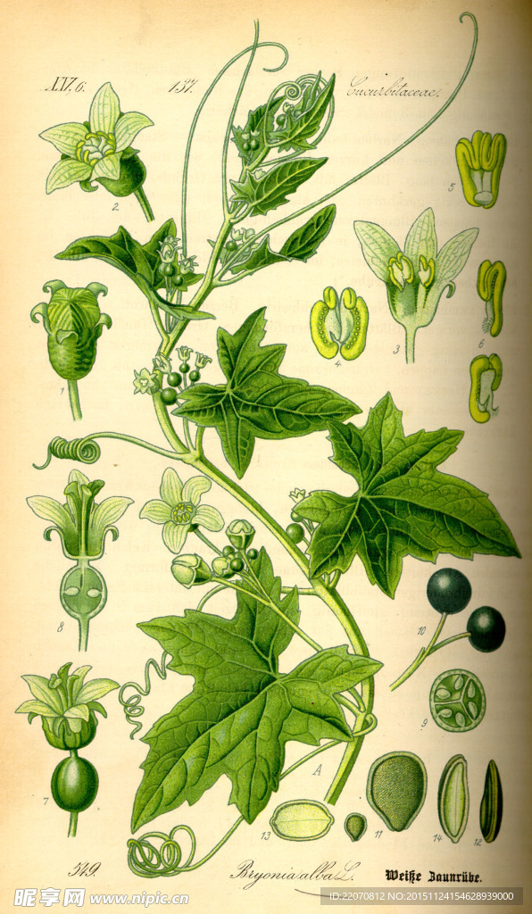 手绘植物图谱