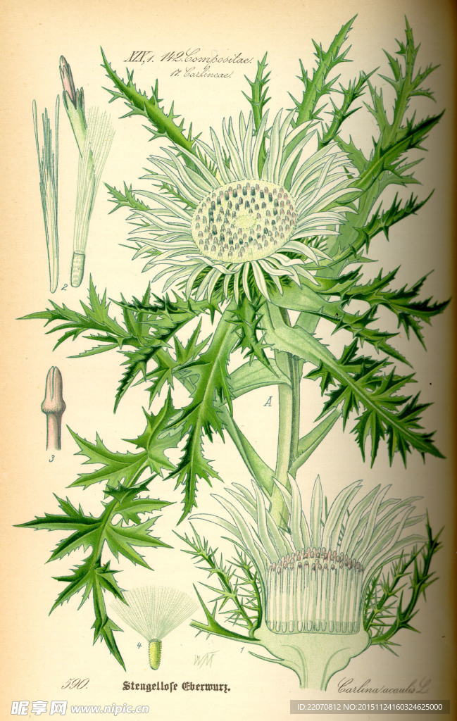手绘植物图谱