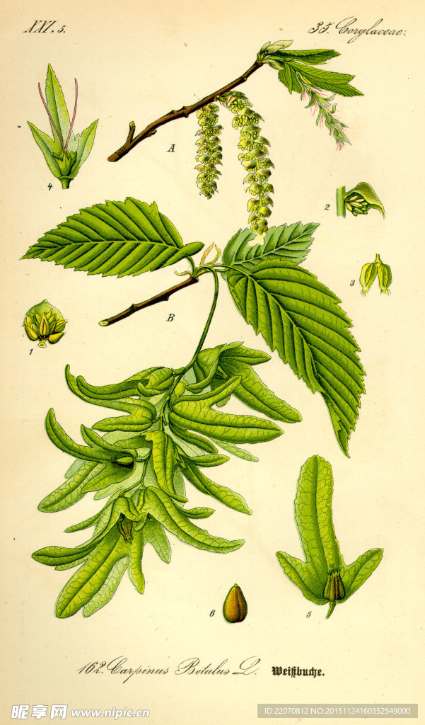 手绘植物图谱