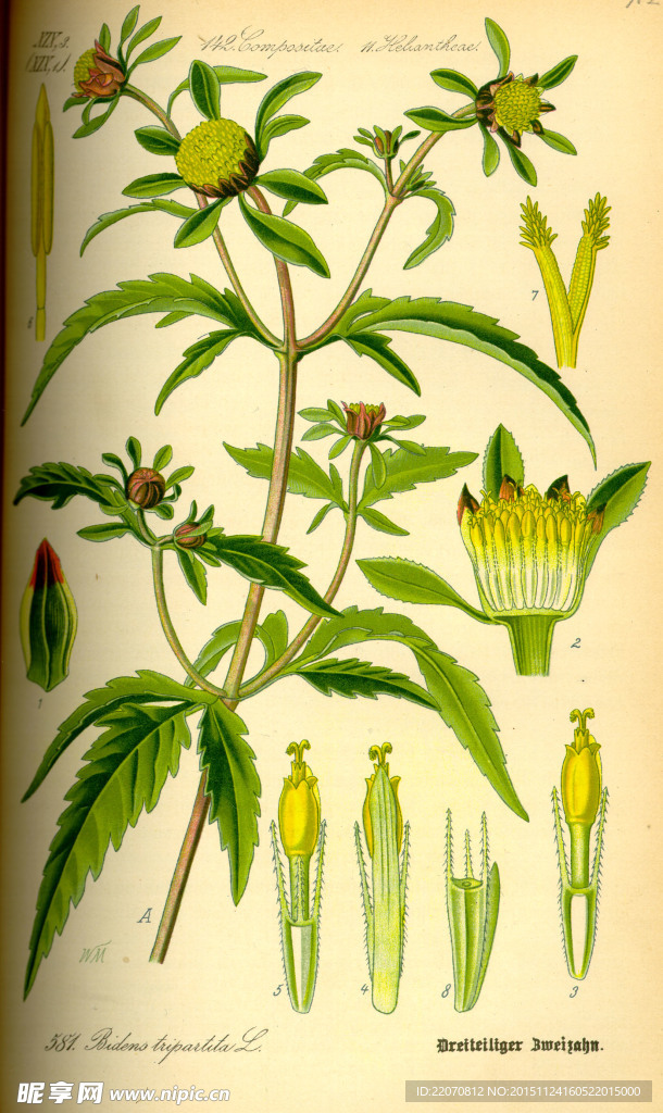 手绘植物图谱