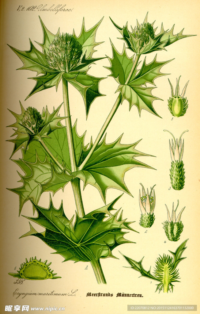 手绘植物图谱