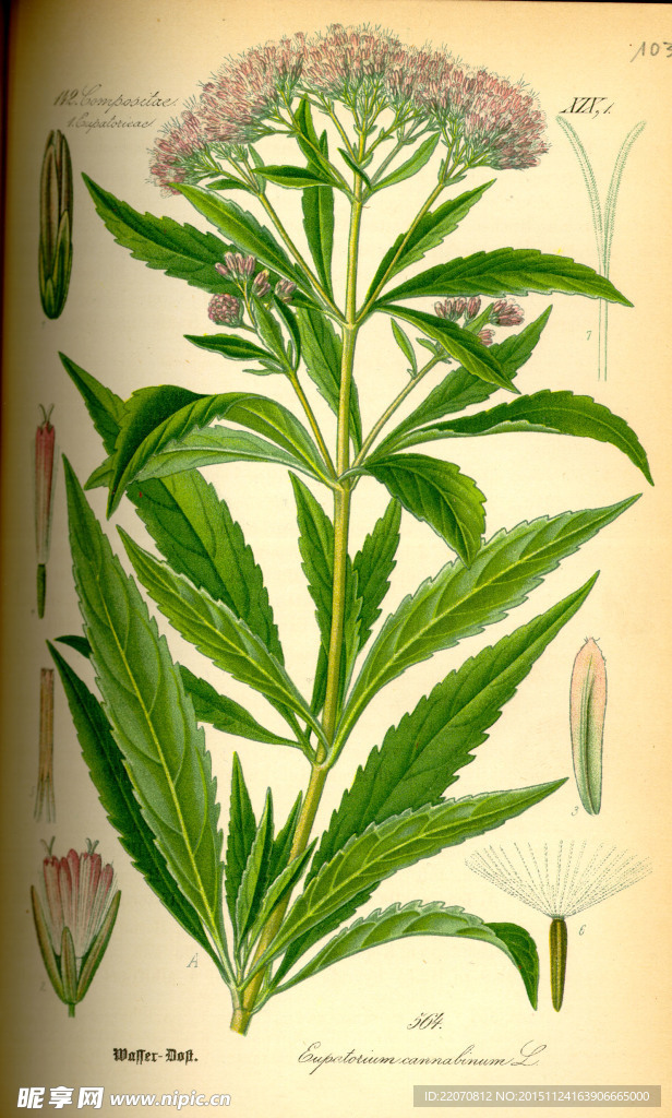 手绘植物图谱