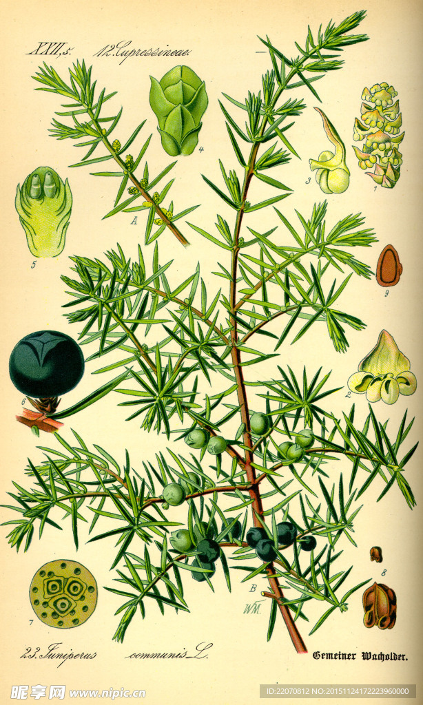 手绘植物图谱
