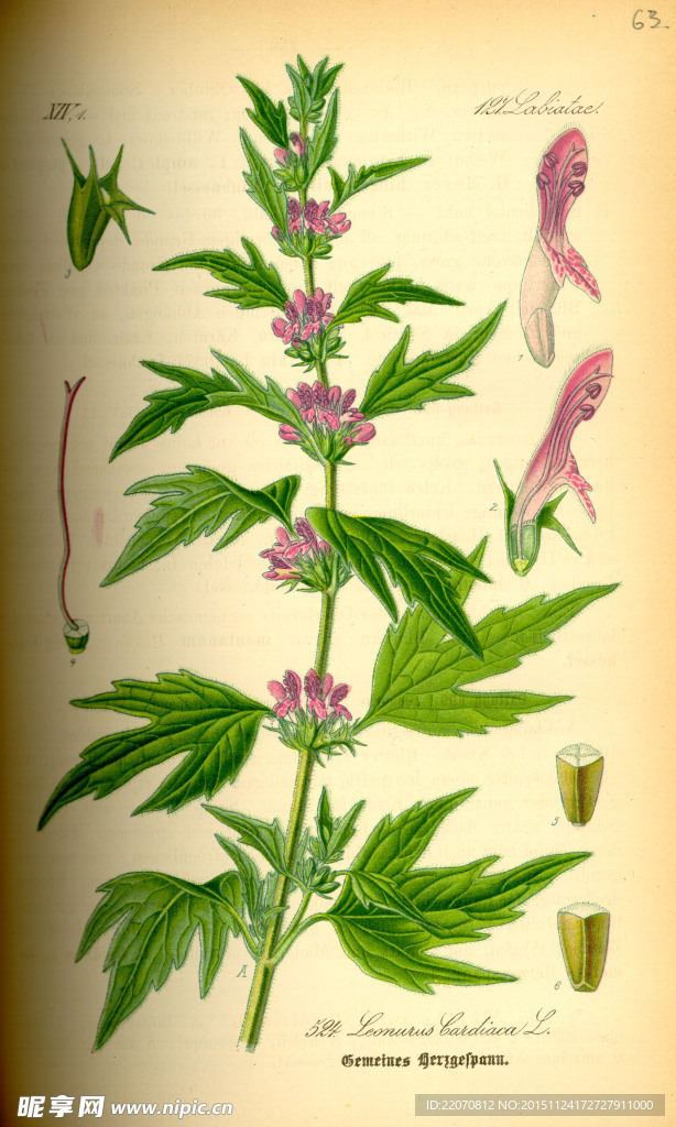 手绘植物图谱