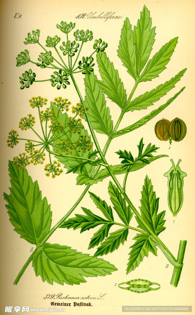 手绘植物图谱