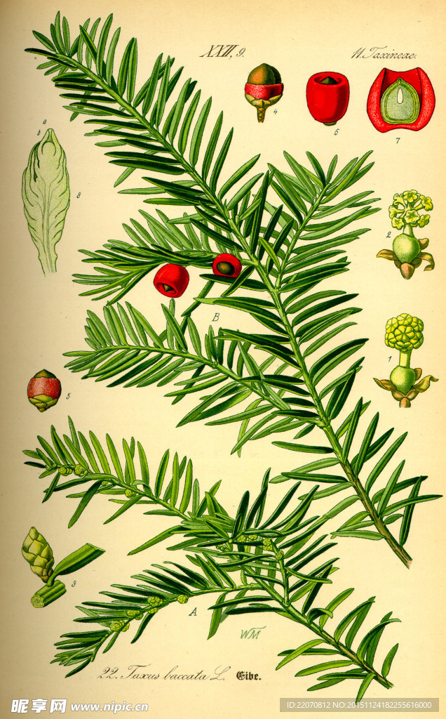 手绘植物图谱