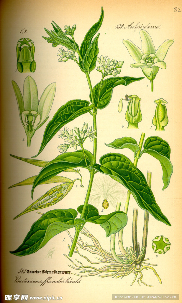 手绘植物图谱