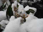 雪后的枇杷花