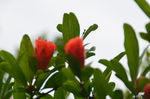 石榴花