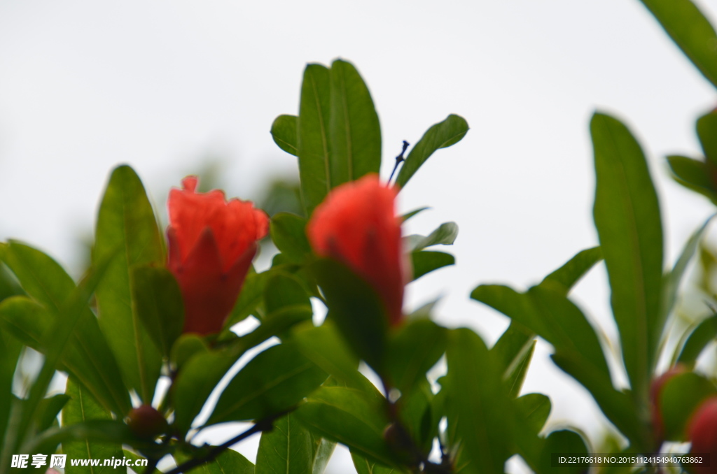 石榴花