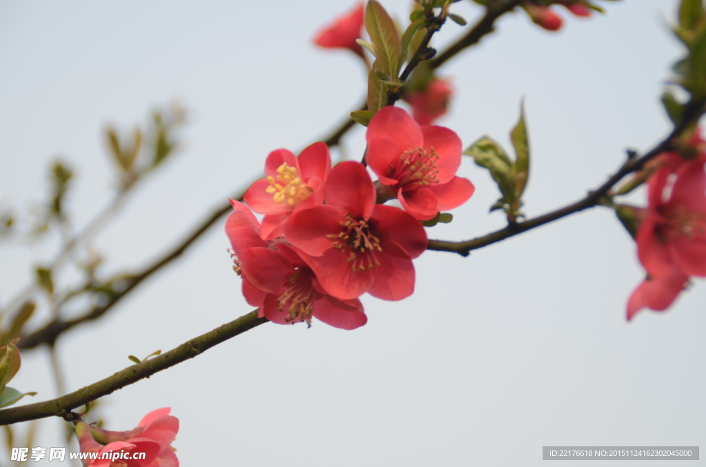 红花
