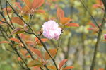 小花