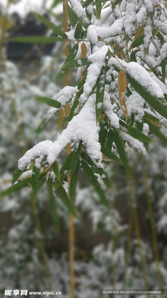 竹叶落雪