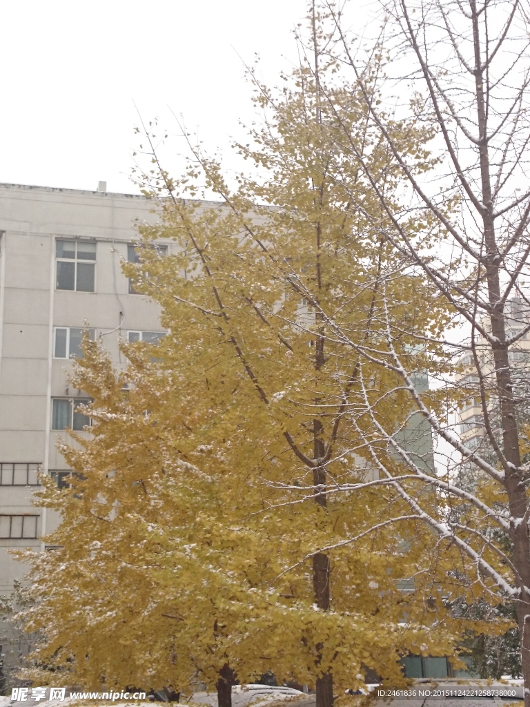 银杏树