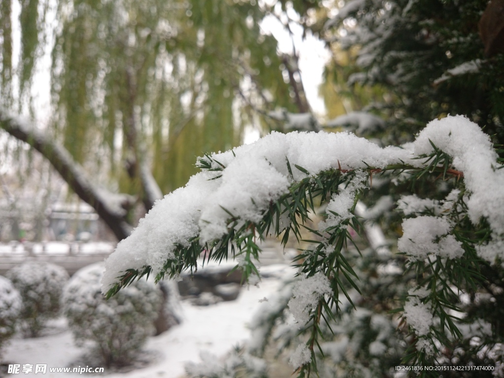 落雪
