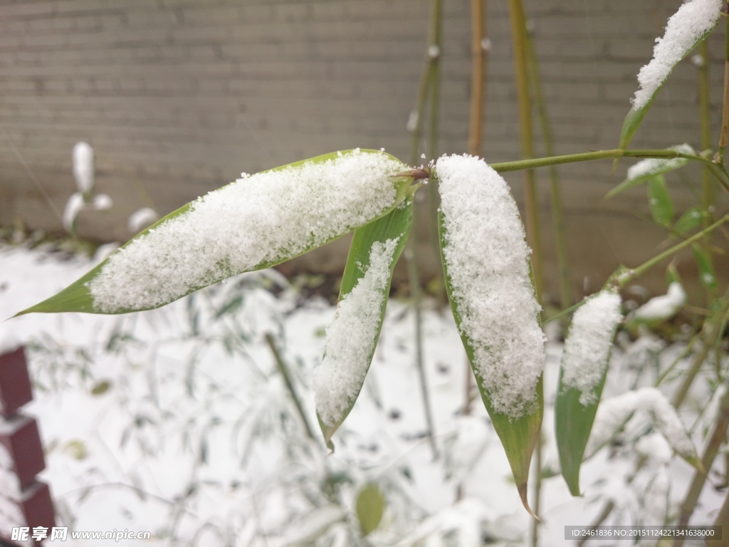 落雪