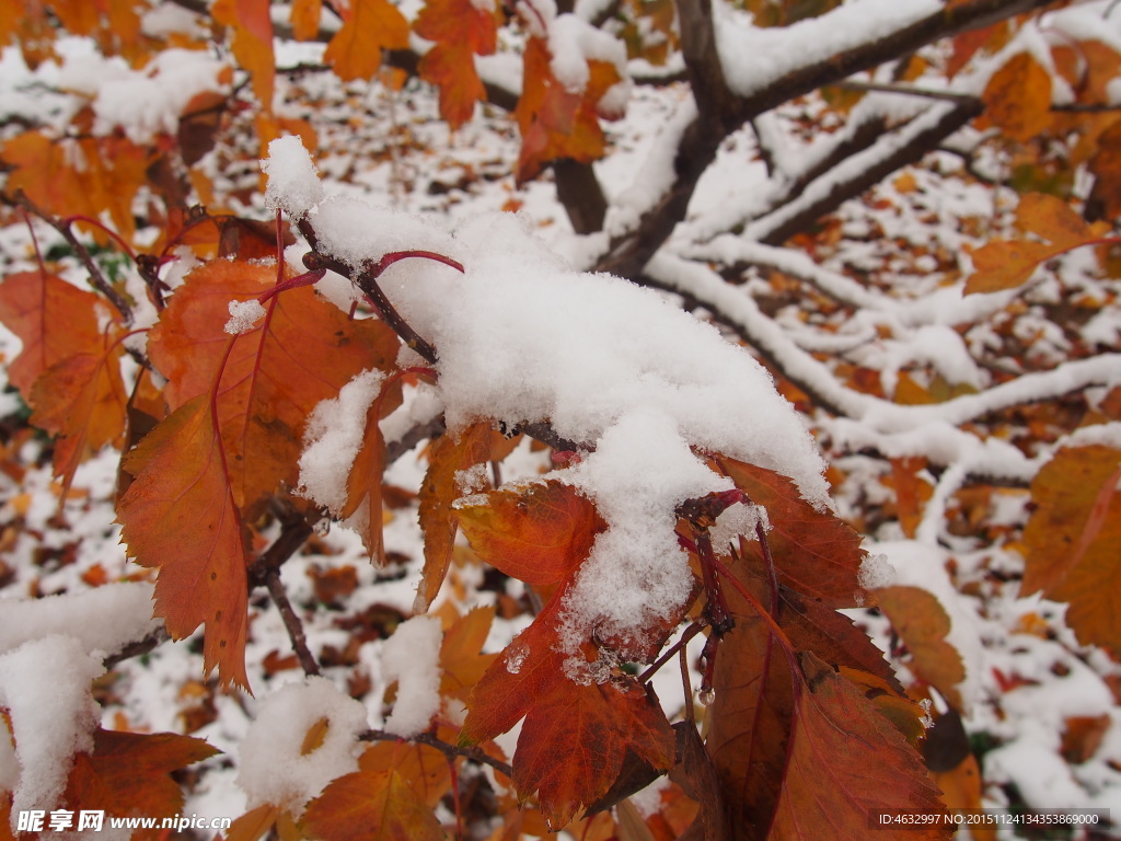 雪花 山楂