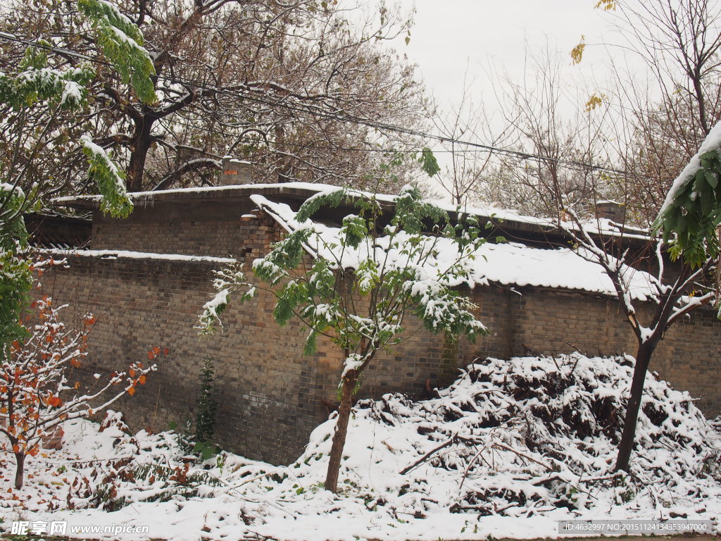 下雪 树木