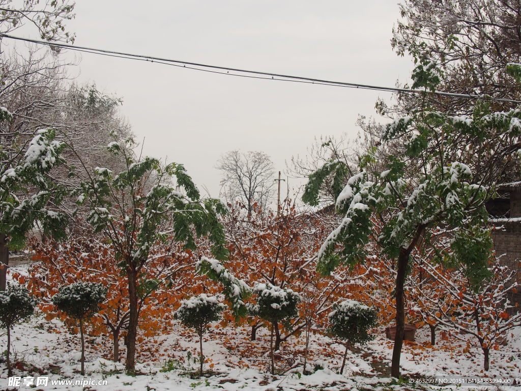 雪后山楂