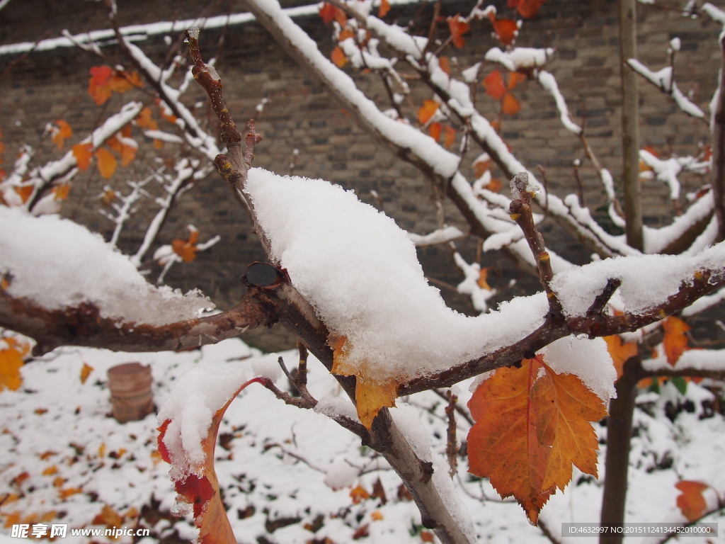 雪花 树枝