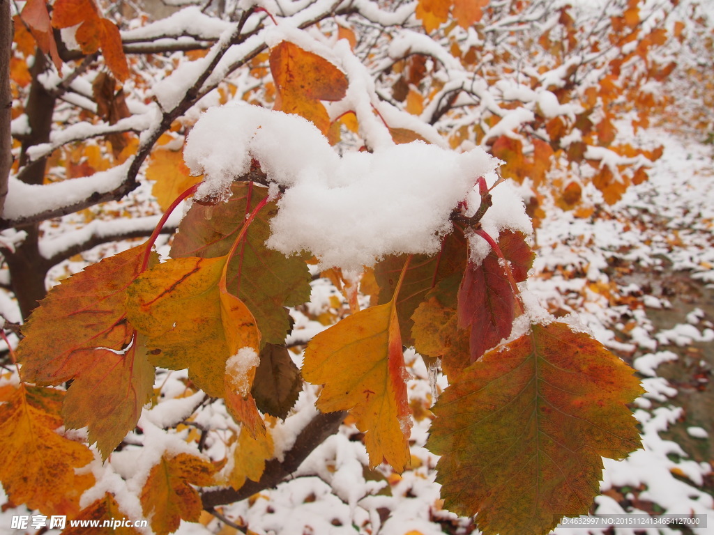 山楂 雪花