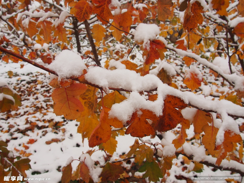 雪 山楂树