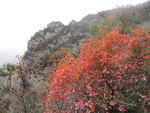 太室山红叶