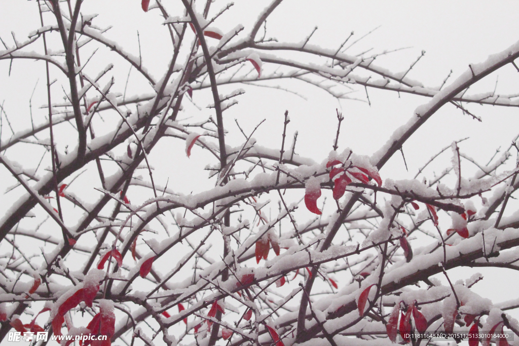 雪