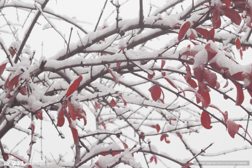 雪中树叶