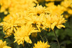 秋日里的黄色菊花