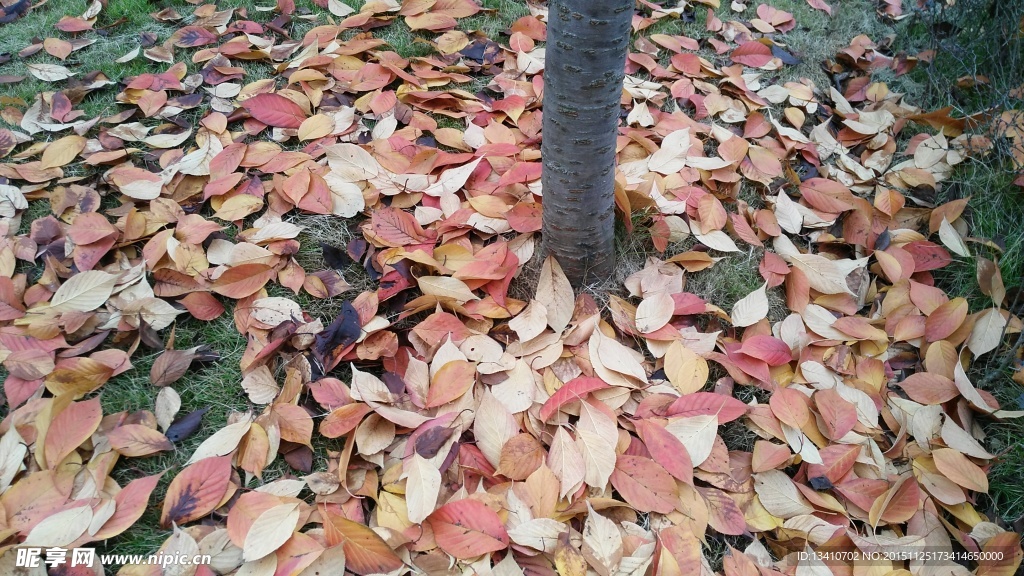 深秋落叶摄影图