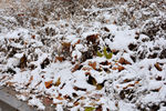 雪
