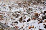 冬雪