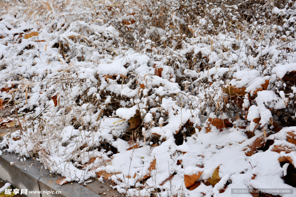 冬雪